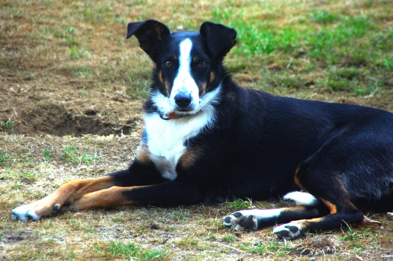 Adorable NZ Heading dog Carousel 1