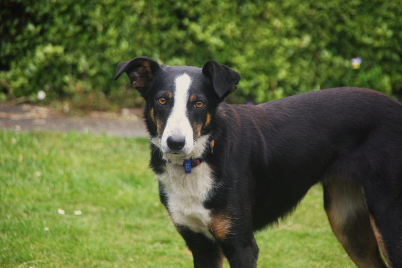 Adorable NZ Heading dog Carousel 2