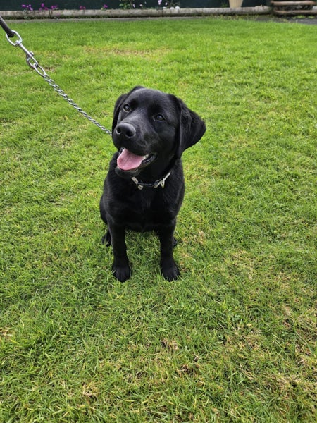 6 month Labrador puppy Carousel 1