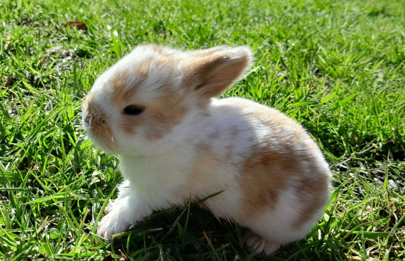 Purebred baby minilops!!! Carousel 1