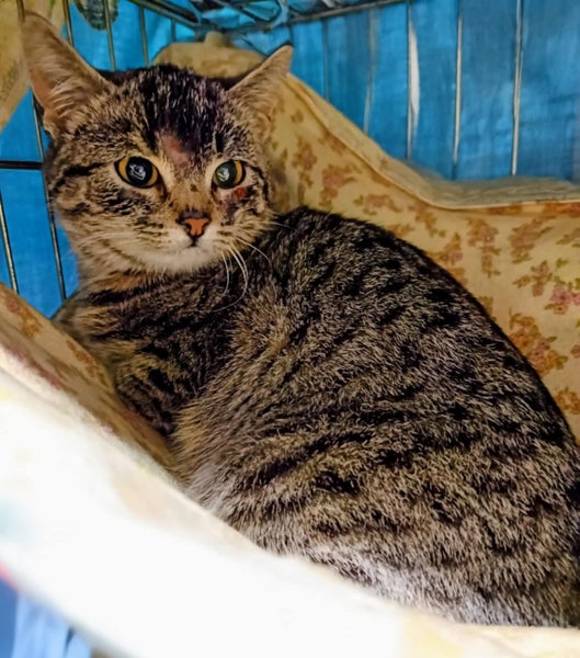 Tink - WWC Rescue Kitten Carousel 1