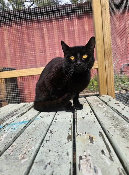 Merlin - WWC Rescue Cat Carousel 1