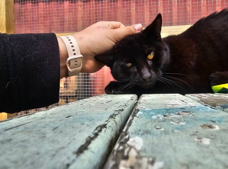 Merlin - WWC Rescue Cat Carousel 2