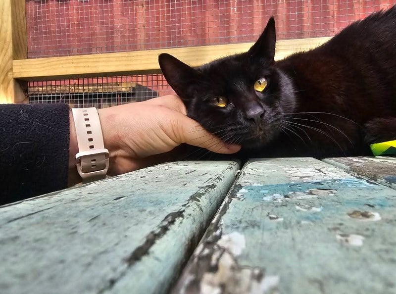Merlin - WWC Rescue Cat Carousel 6