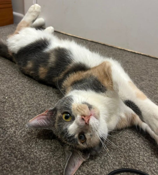 Rescue kitten Nona Carousel 2