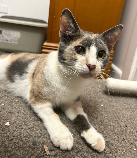 Rescue kitten Nona Carousel 1