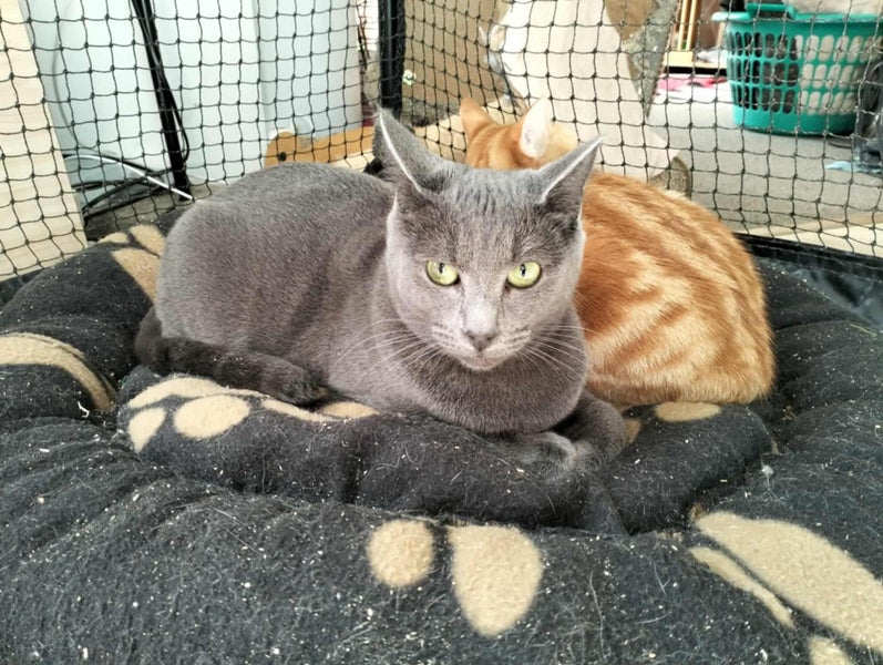SIMBA & GRACIE - KITTENS AVAILABLE FOR ADOPTION - PET WHISPERER RESCUE Carousel 2