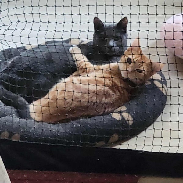 SIMBA & GRACIE - KITTENS AVAILABLE FOR ADOPTION - PET WHISPERER RESCUE Carousel 1