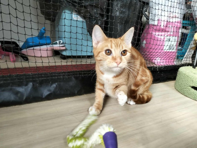 SIMBA & GRACIE - KITTENS AVAILABLE FOR ADOPTION - PET WHISPERER RESCUE Carousel 6