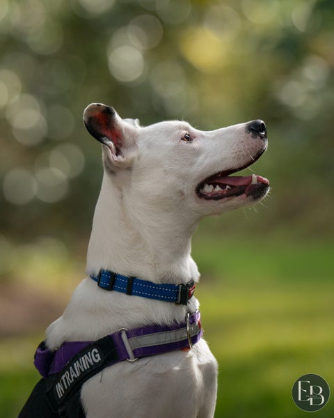 Scout - Chance 4 Change Carousel 1
