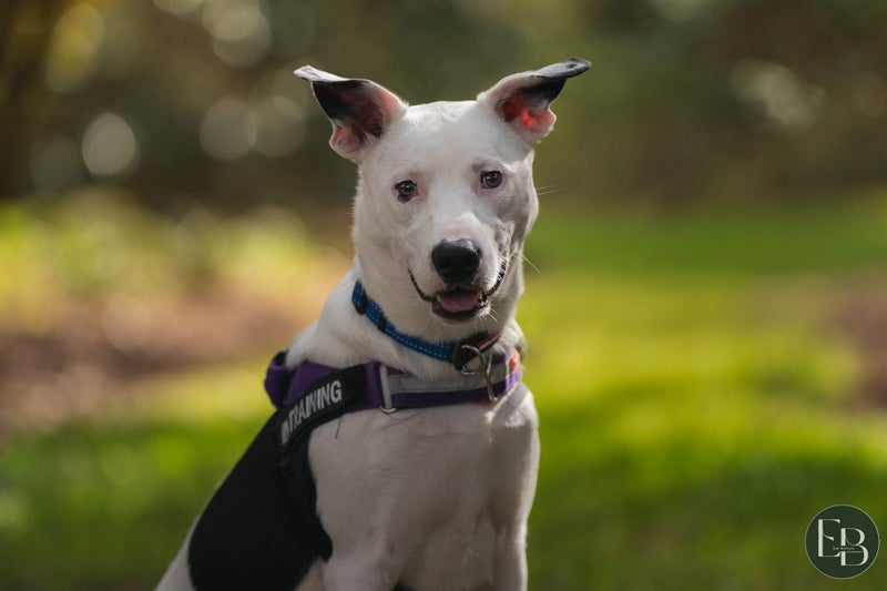 Scout - Chance 4 Change Carousel 3