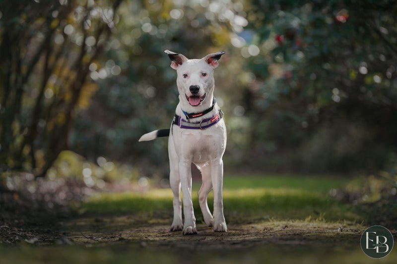 Scout - Chance 4 Change Carousel 2