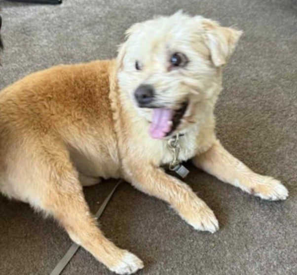 Louie - 9 years, Good with Other Dogs, Cats and Children Carousel 1