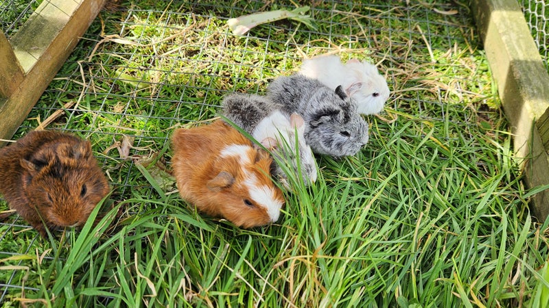 Baby Abyssinian Guinea Pigs Carousel 2
