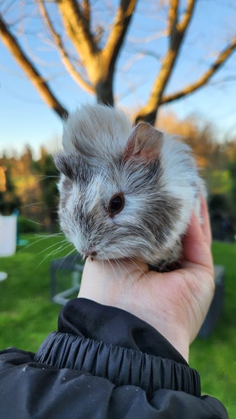 Baby Abyssinian Guinea Pigs Carousel 12