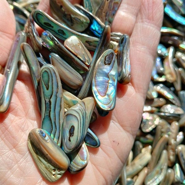 BASH109 Paua Shell pcs Jewellery Highly Polished - 1Kg bag Carousel 1