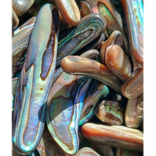 BASH109 Paua Shell pcs Jewellery Highly Polished - 1Kg bag Carousel 2