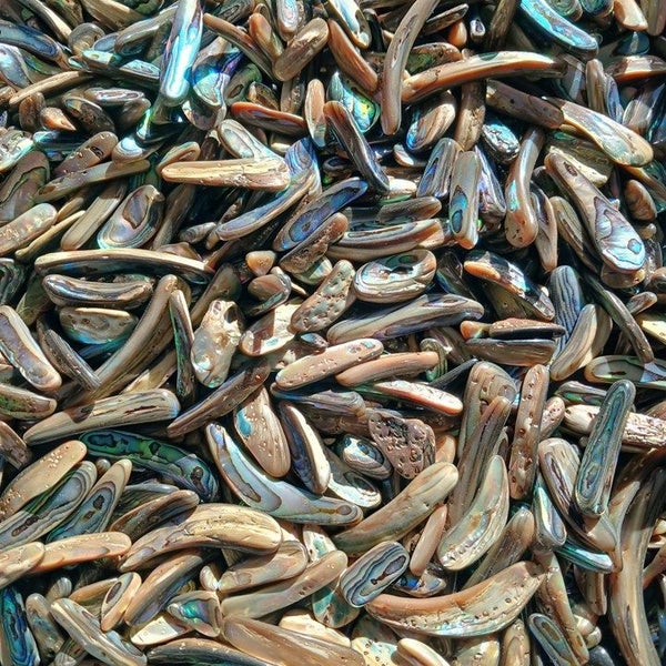 BASH109 Paua Shell pcs Jewellery Highly Polished - 1Kg bag Carousel 5