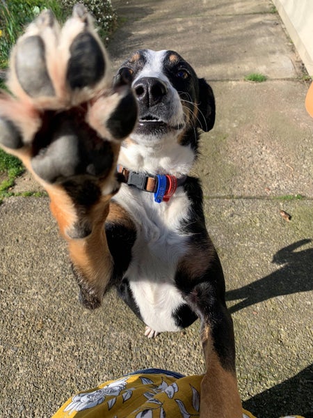 Adorable NZ Heading dog Carousel 3