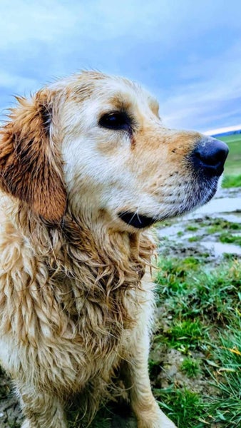 Beautiful Golden retriever Carousel 1