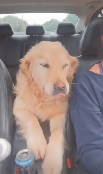 Beautiful Golden retriever Carousel 2