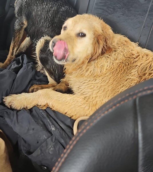 Beautiful Golden retriever Carousel 5