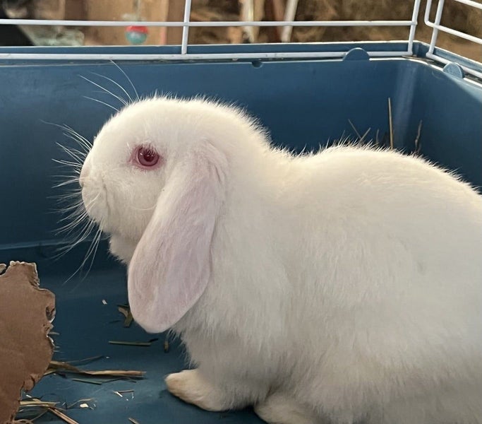 Pet Rabbit Carousel 1