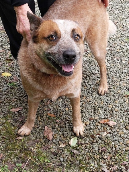 Rocky the Red Heeler gisborne Pound Dog Carousel 1