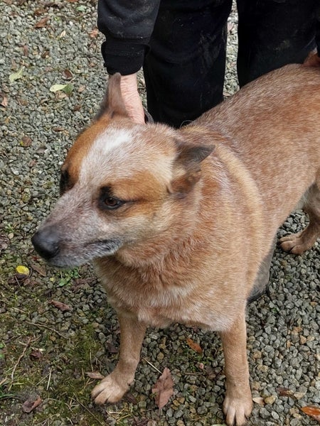 Rocky the Red Heeler gisborne Pound Dog Carousel 2