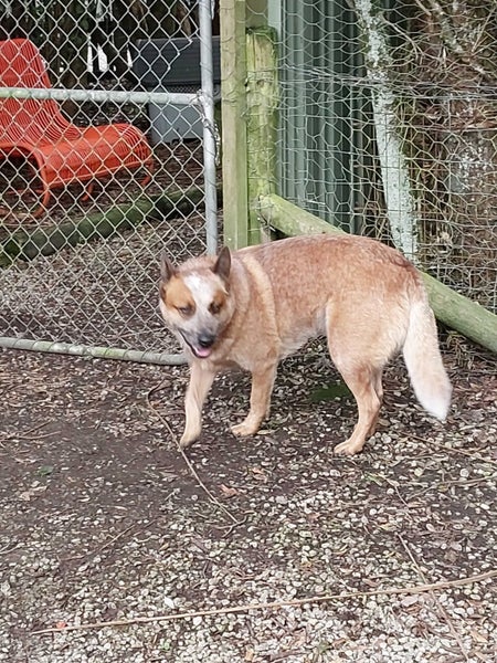 Rocky the Red Heeler gisborne Pound Dog Carousel 4