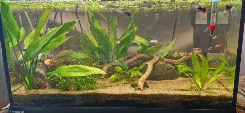 Fully Set Up Tropical Tank Carousel 2