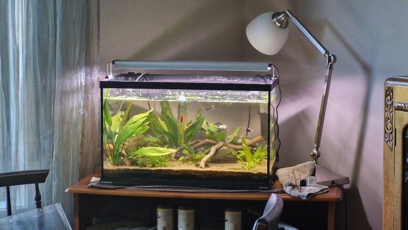 Fully Set Up Tropical Tank Carousel 1