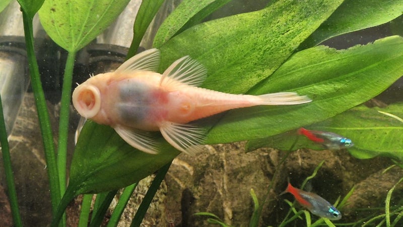 Fully Set Up Tropical Tank Carousel 7