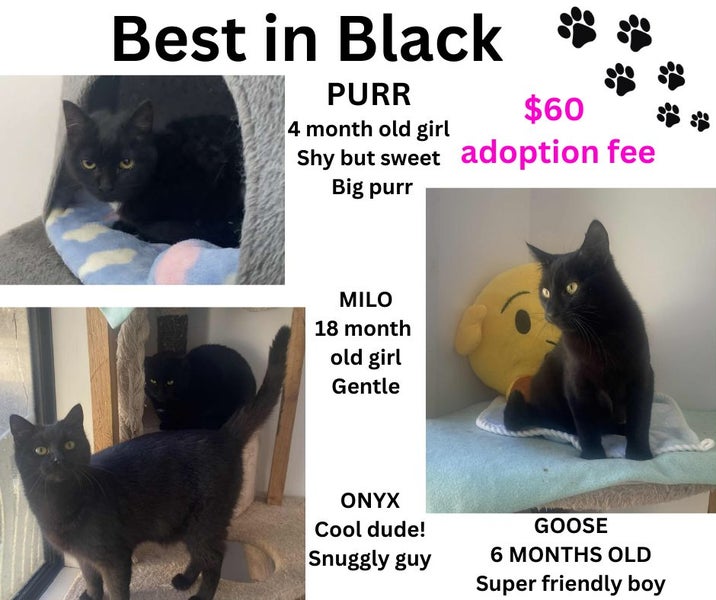 Furrytails Await – Adopt a kitten or cat for just $60 Carousel 1