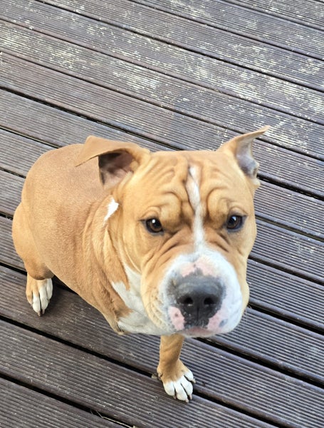 Sweetest 3-legged Sharpei X Carousel 1