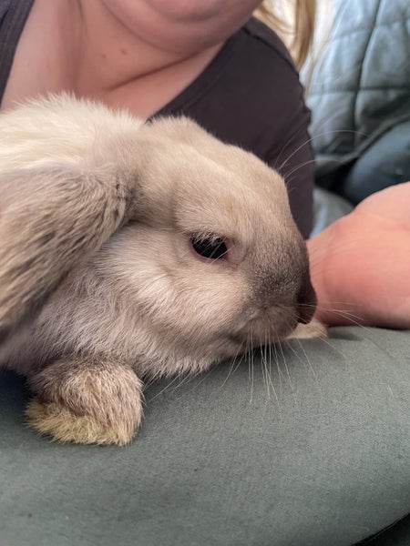 Beautiful baby mini lops Carousel 10