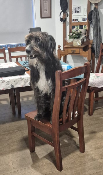 Tucker - beardie/BC cross 4 year old male Carousel 1