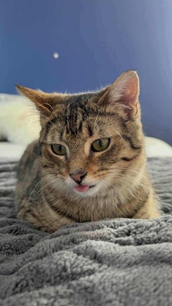 Furrytails Await – Adopt a kitten or cat for just $60 Carousel 13