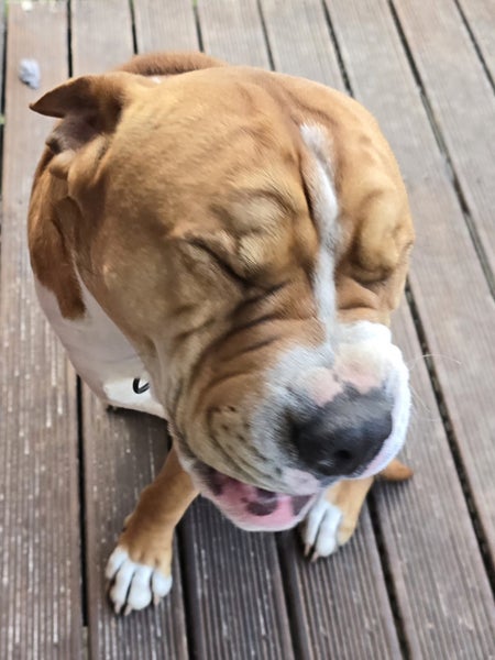 Sweetest 3-legged Sharpei X Carousel 2