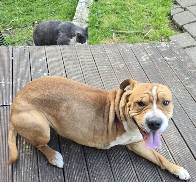 Sweetest 3-legged Sharpei X Carousel 3
