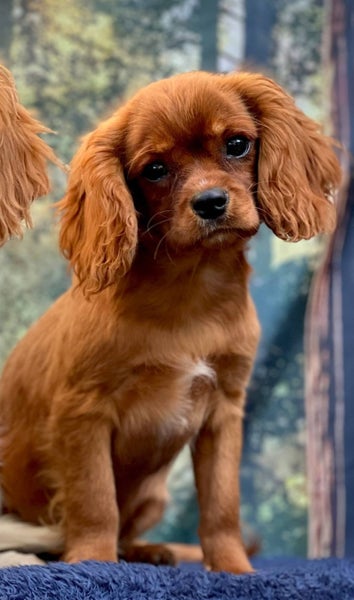 Free 5 month old Ruby cavalier king Charles Carousel 1