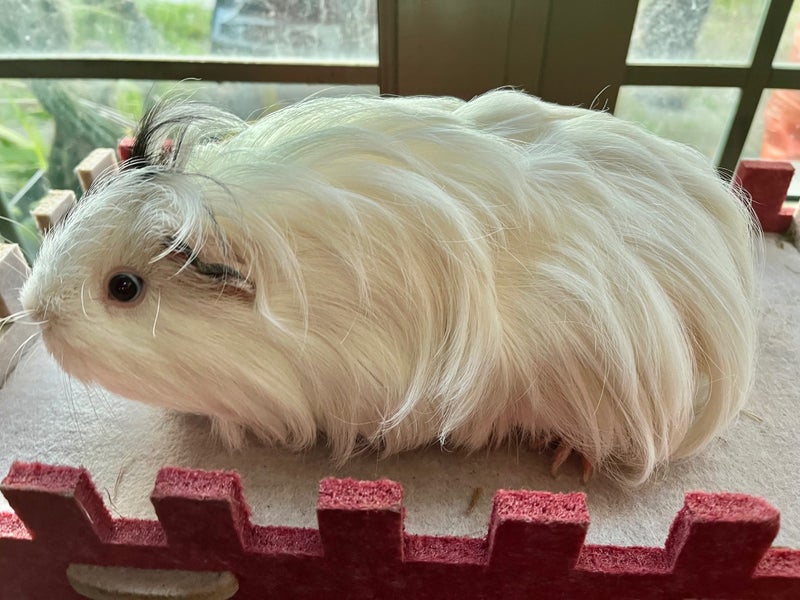 Guinea Pigs - Adults and Babies Carousel 10