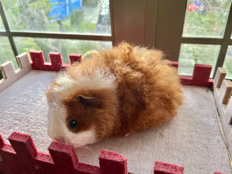 Guinea Pigs - Adults and Babies Carousel 1