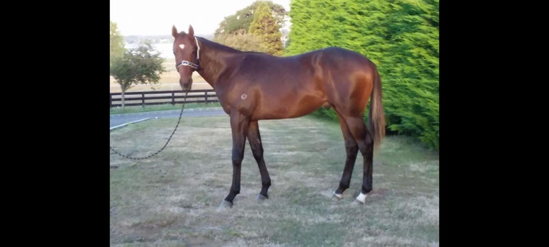 Stunning Unraced Thorougbred Stallions63616993447297110