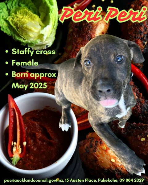 PeriPeri-Pukekohe Adoption Centre Carousel 1