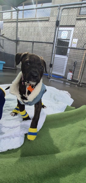 PeriPeri-Pukekohe Adoption Centre Carousel 7
