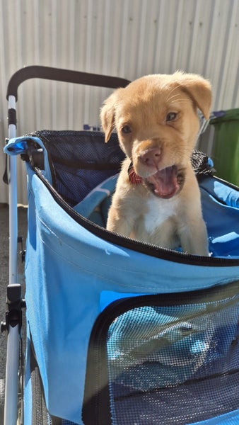 Habanero-Pukekohe Adoption Centre Carousel 7