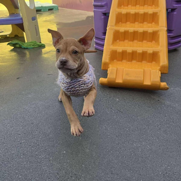 Astrid-Pukekohe Adoption Centre Carousel 6