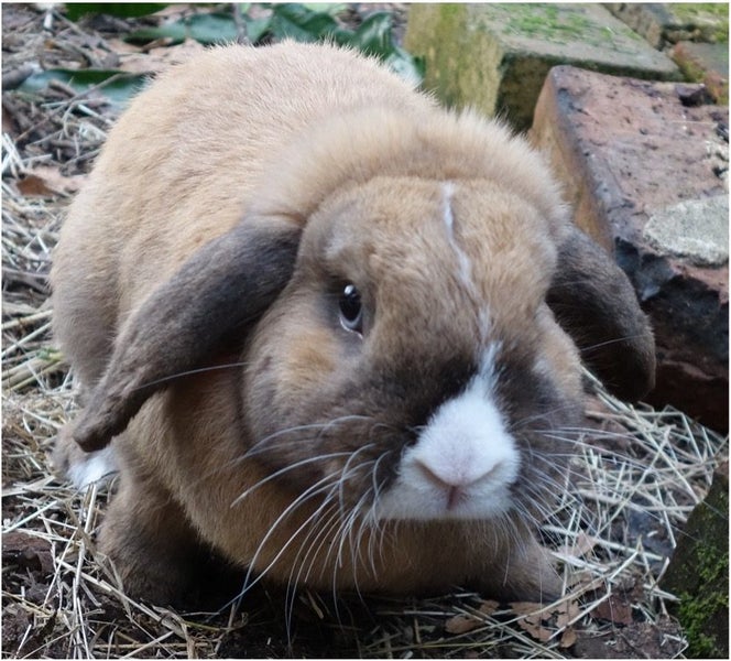 Minilop Rabbits Tauranga Carousel 6
