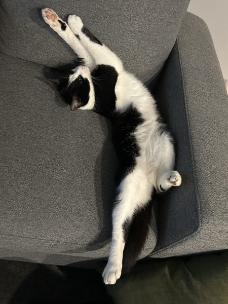 Meet Scout - Your Future Feline Rascal! Carousel 2